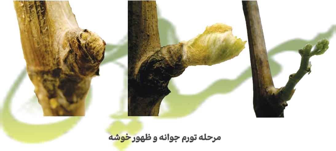 تورم جوانه و ظهور خوشه